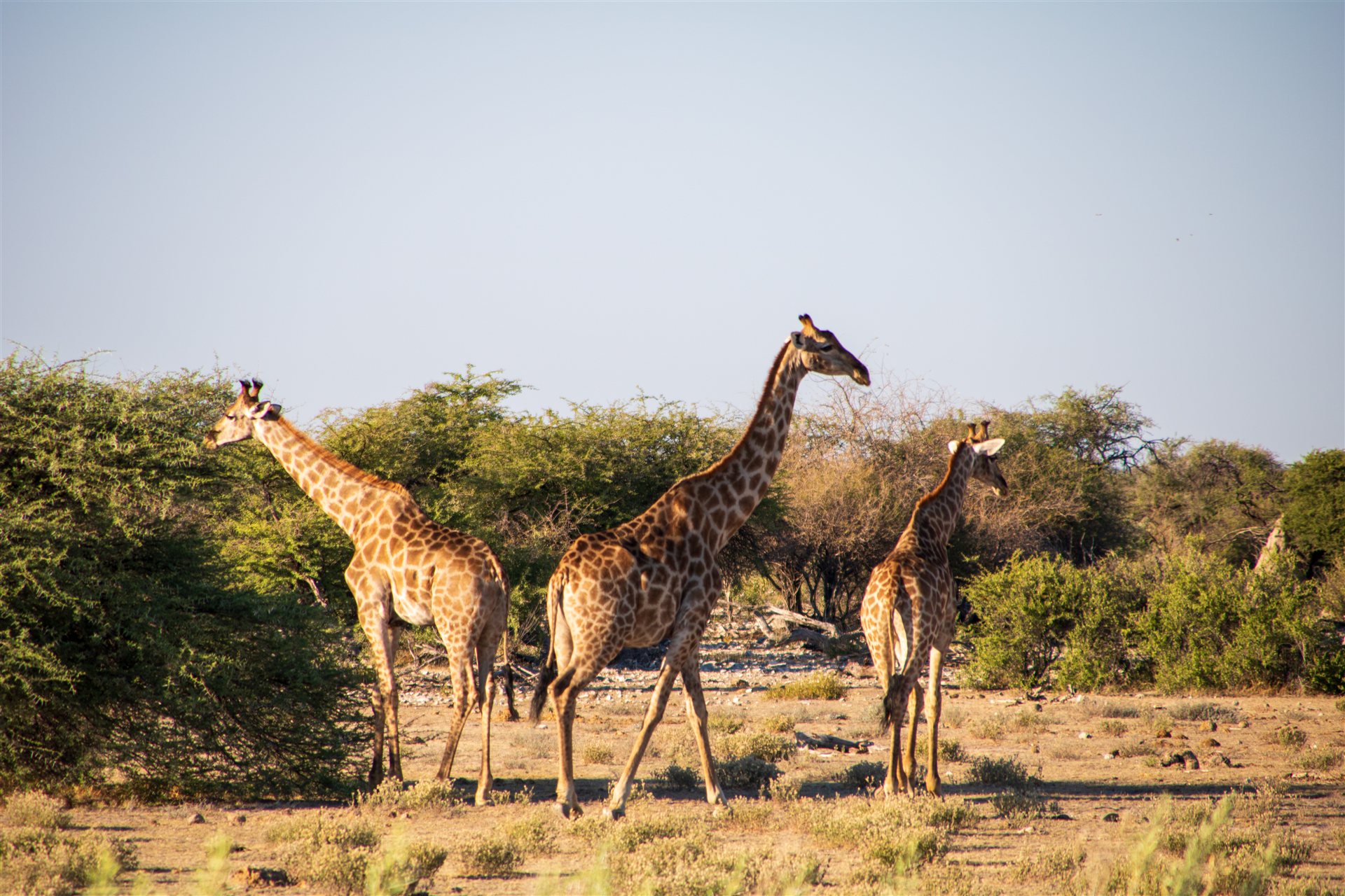 Namibia – Tierwelt